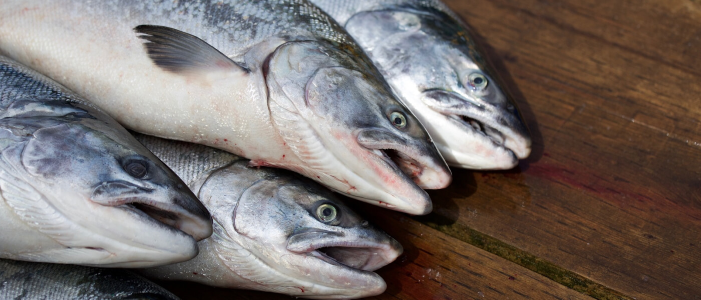 Завершено маркетинговое исследование российского рынка рыбы и рыбной продукции по видам «Форелевые», «Осетровые», «Карповые»