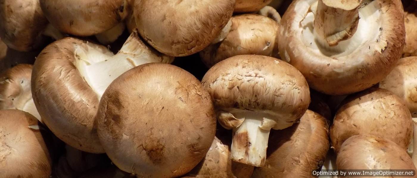 Рынок культивируемых грибов