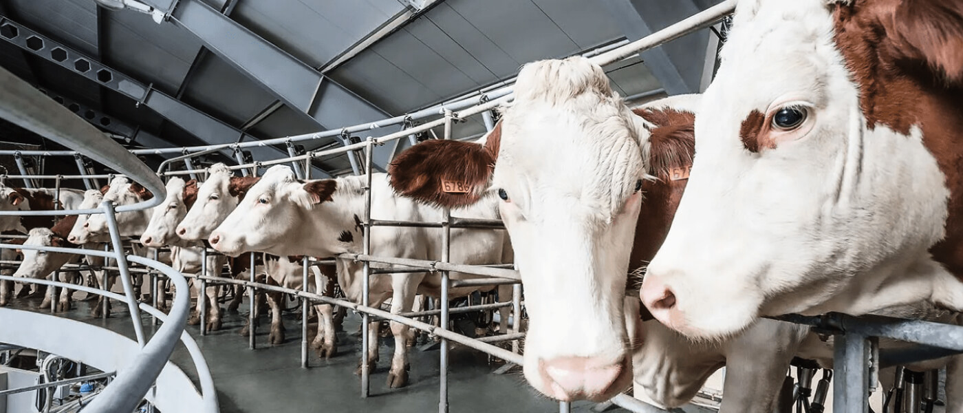 Бизнес-план строительства молочно-товарной фермы