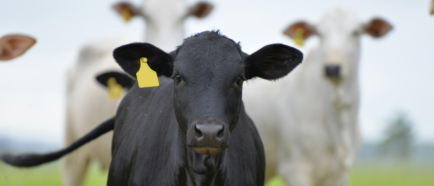 База данных мониторинга цен на говядину и телятину в ЕС