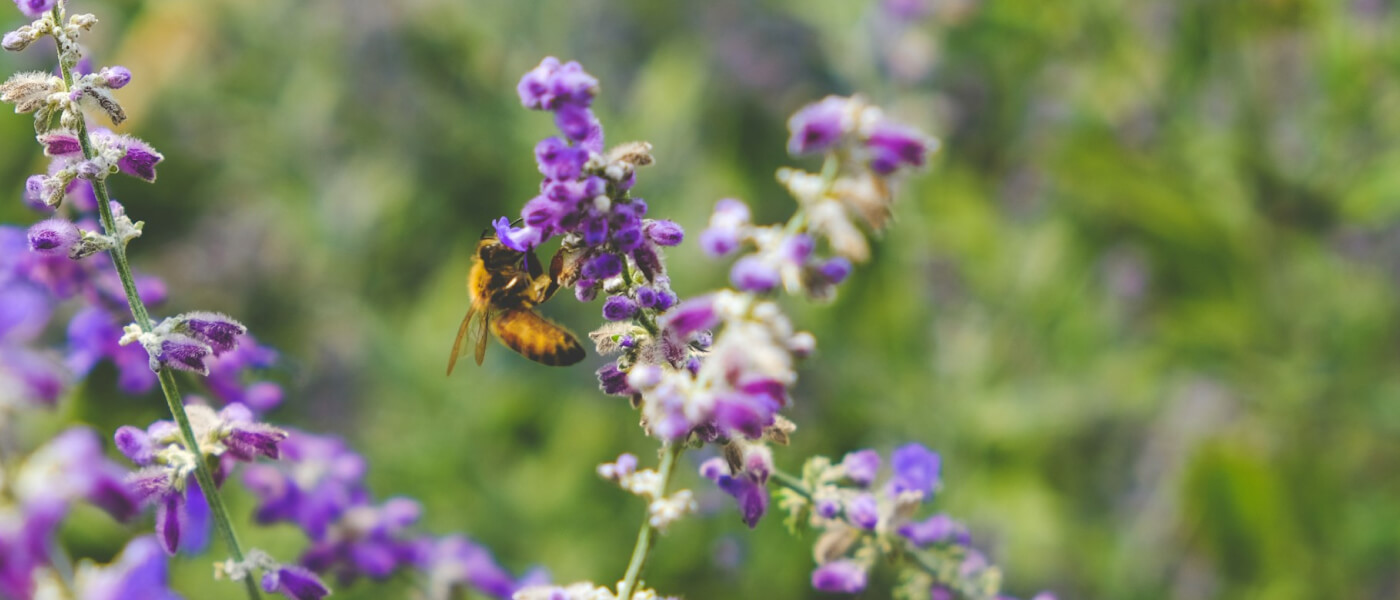 База данных мониторинга воздействия продовольственного потребления на биоразнообразие в ЕС